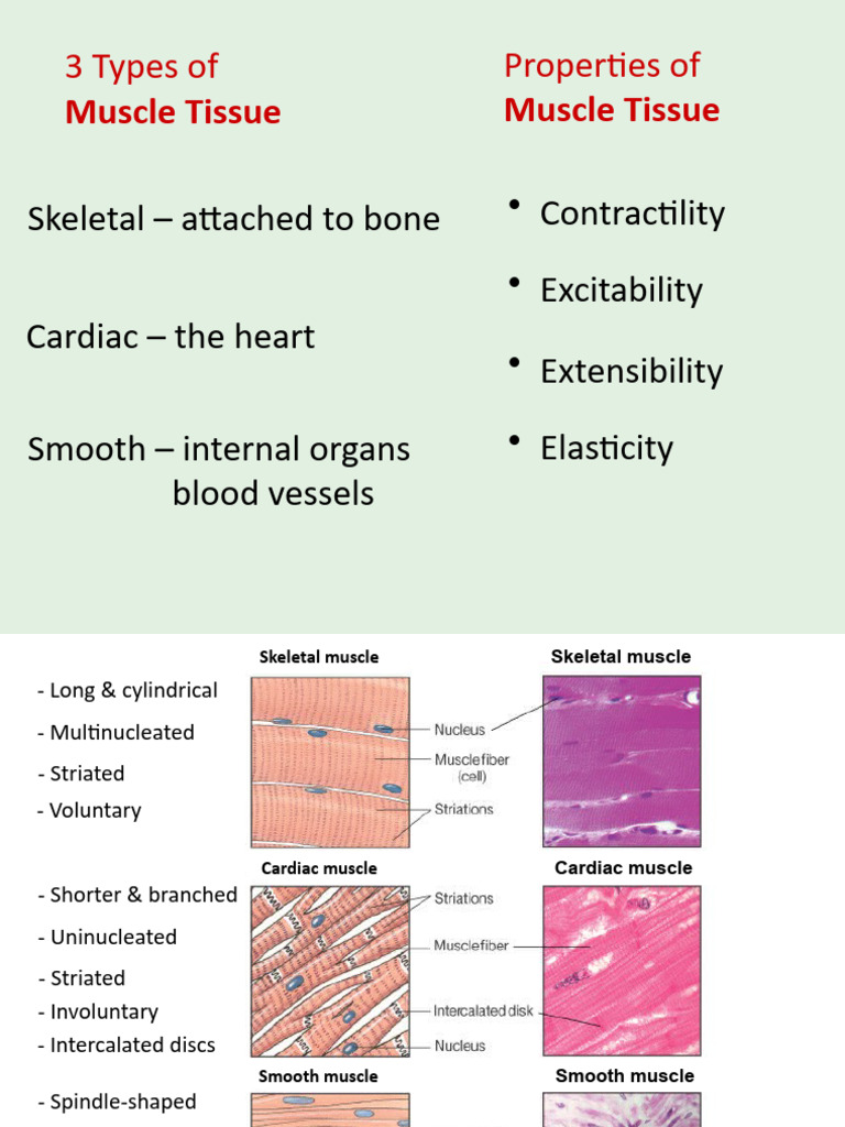 Overview of Muscle Tissue Types and Functions | PDF | Muscle | Lever