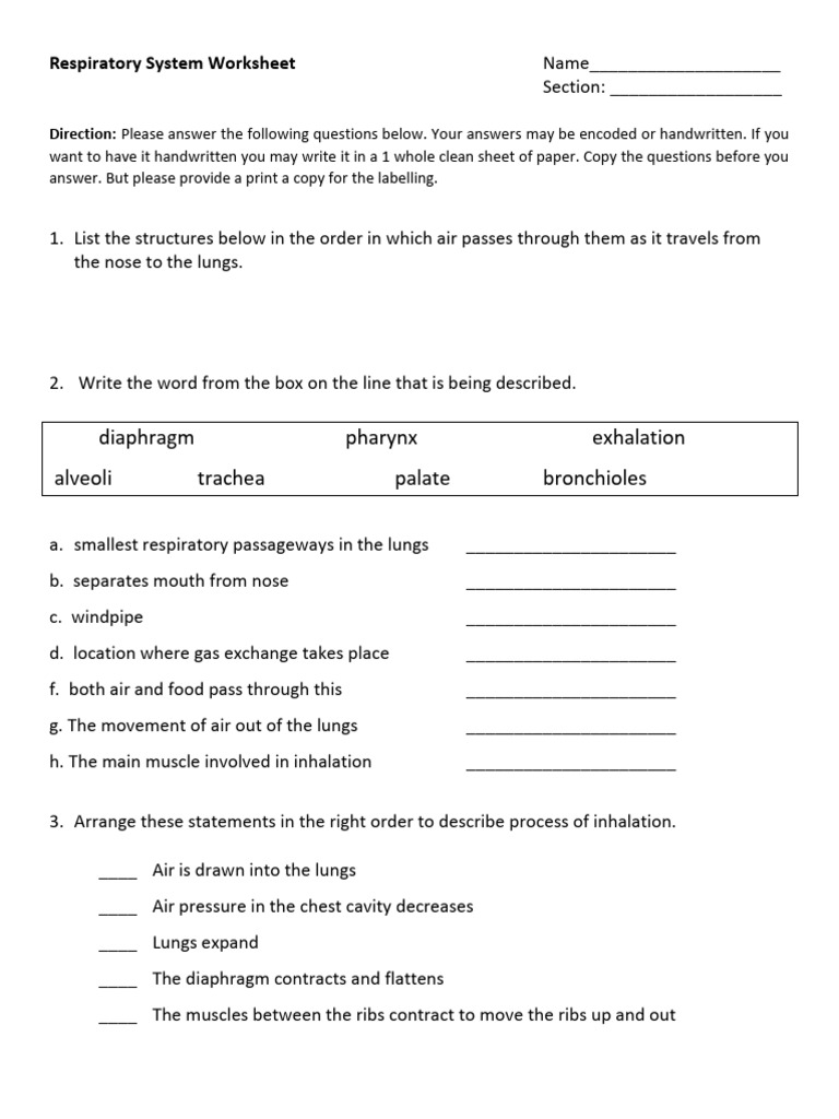 Respiratory System Worksheet Guide | PDF | Respiratory System ...