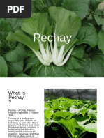 Pechay Cultivation Guide | PDF | Plants | Horticulture