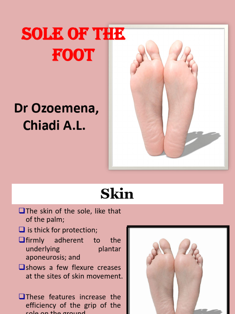 Anatomy of the Foot's Sole Structure | PDF | Foot | Toe