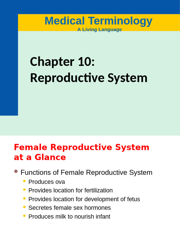 Female Reproductive System Overview | PDF | Menstrual Cycle | Sexually ...