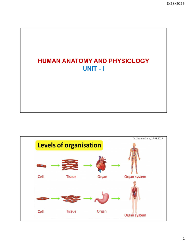 Human Anatomy and Physiology Overview | PDF