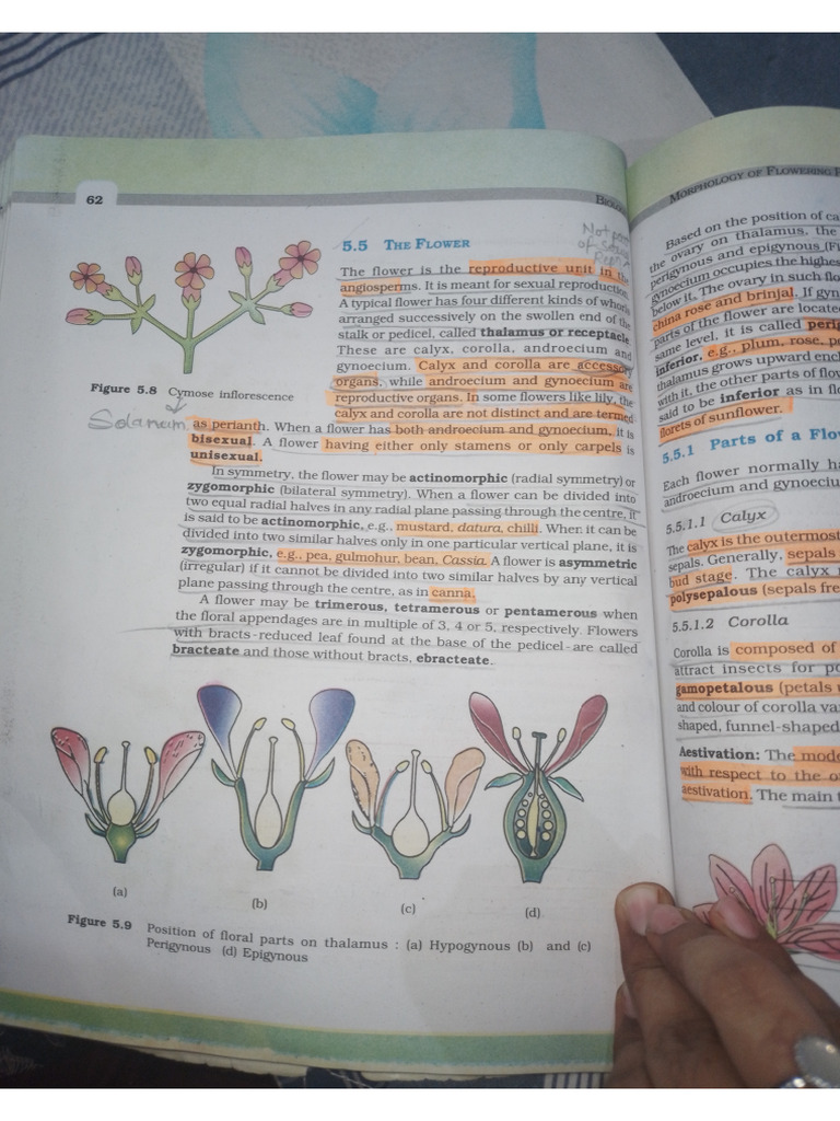 The Flower | PDF