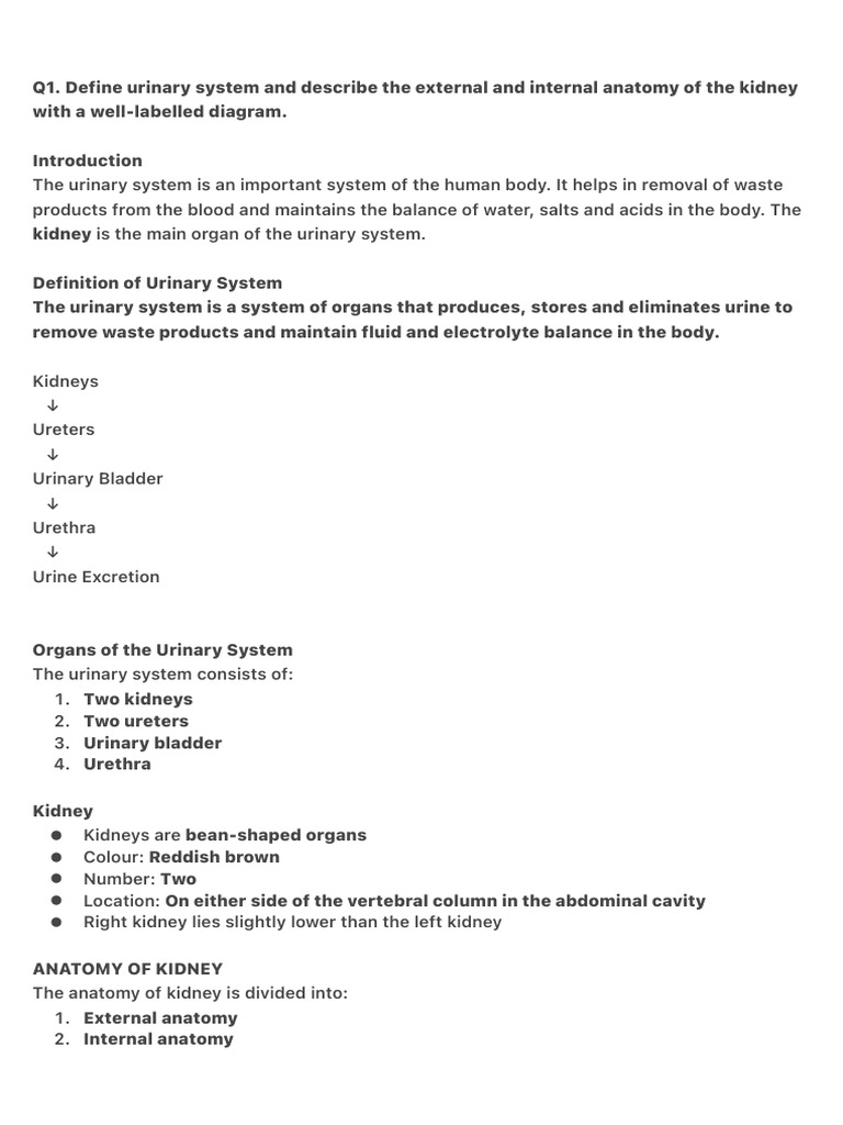 Urinary System and Kidney Anatomy Guide | PDF | Kidney | Pituitary Gland
