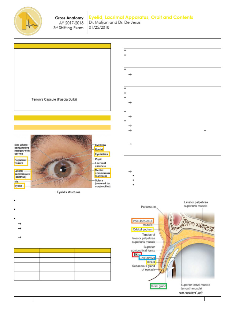 Eyelid and Lacrimal Anatomy Overview | PDF | Human Anatomy | Human Head ...