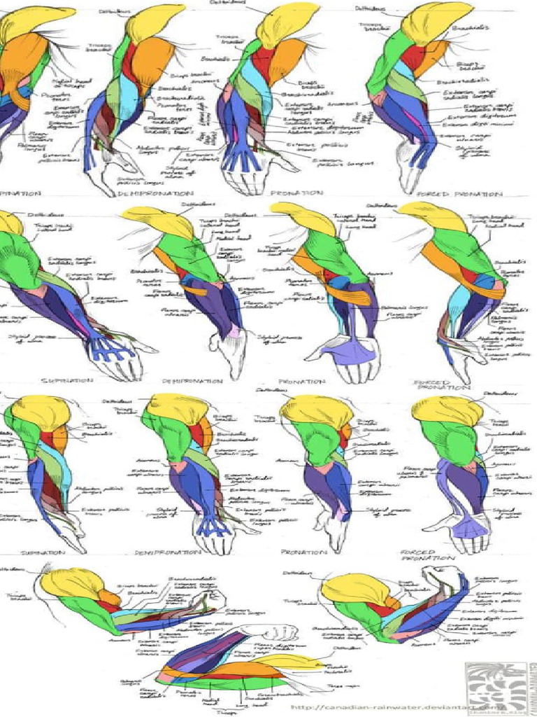 Shoulder Muscles Anatomy Guide | PDF