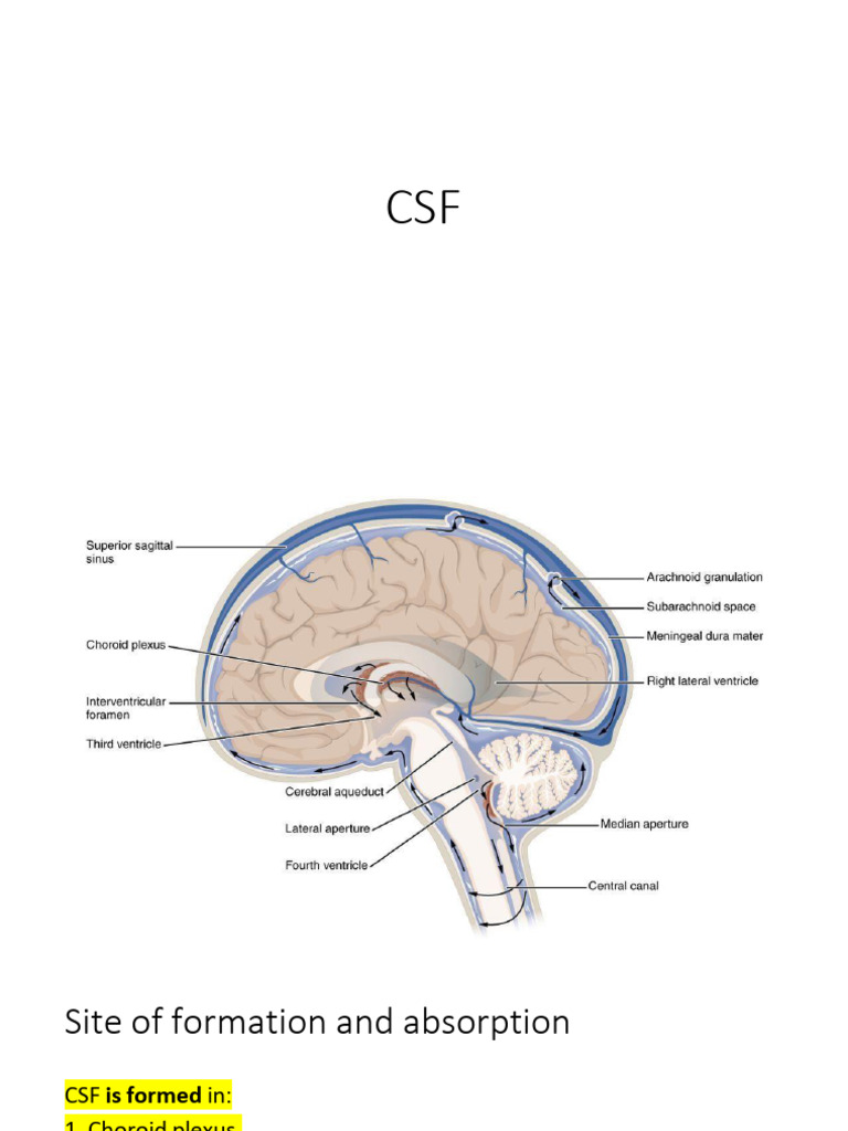 CSF, BBB and Brain Death | PDF | Cerebrospinal Fluid | Physiology