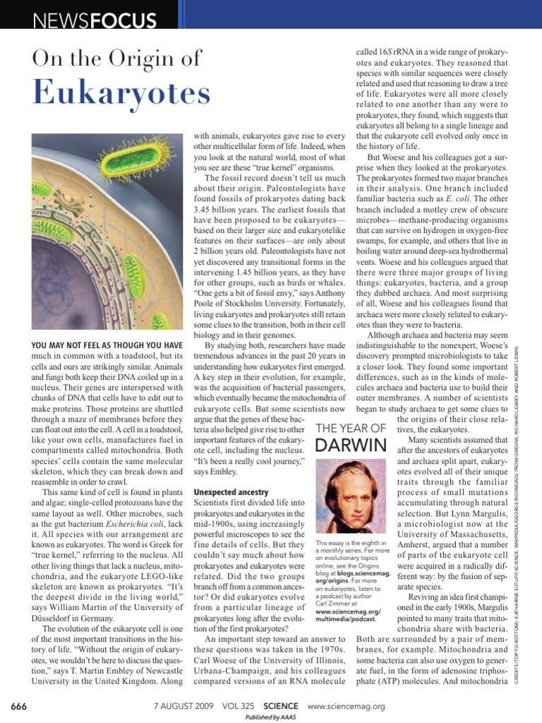 Evolution of Eukaryotic Cells Explained | PDF | Eukaryotes | Archaea