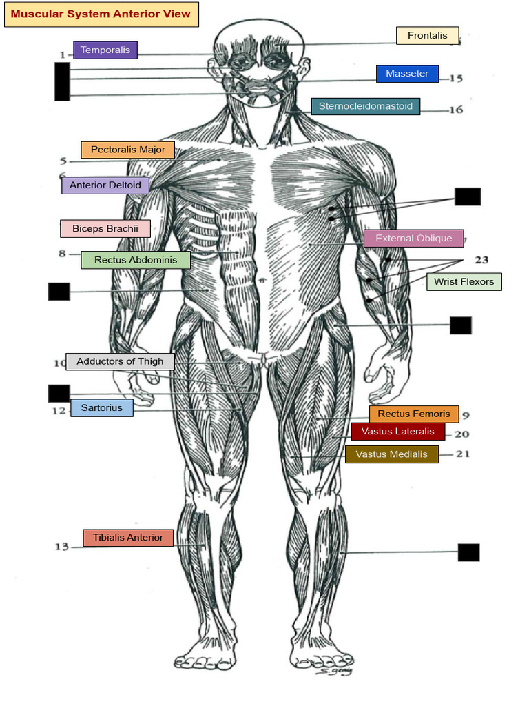 Muscles of the Human Body Overview | PDF