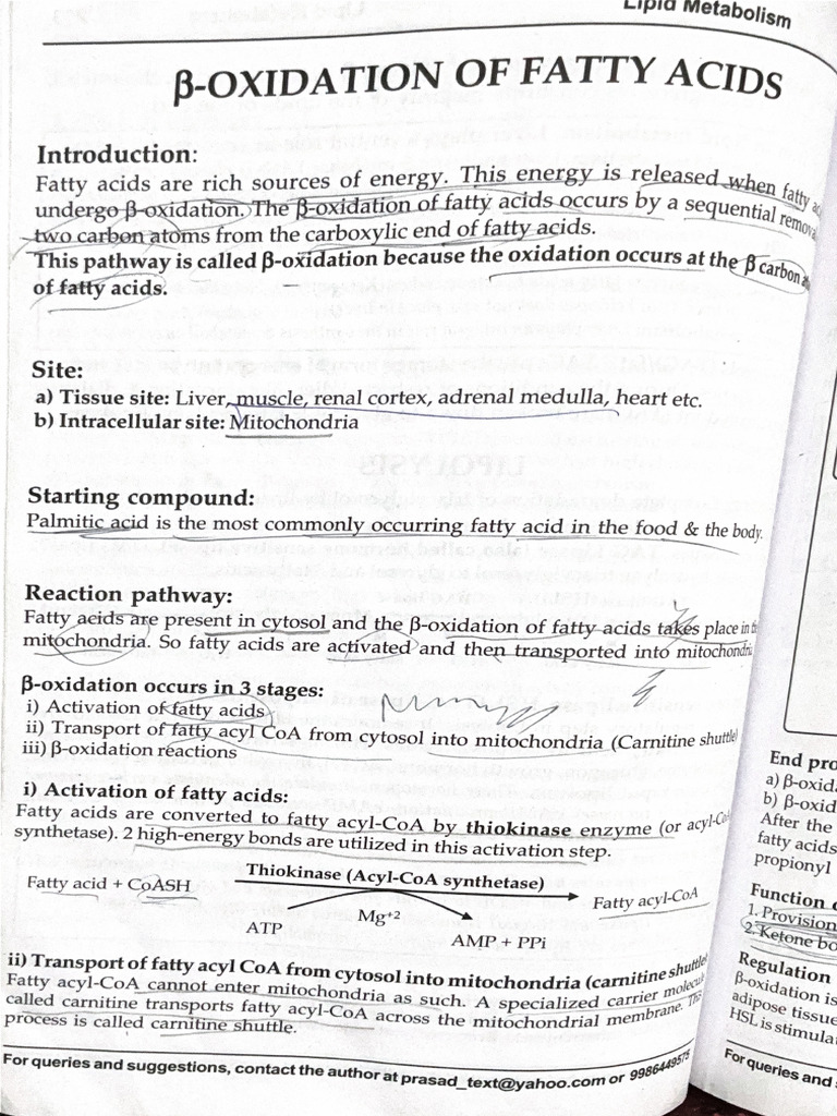 Beta Oxidation | PDF