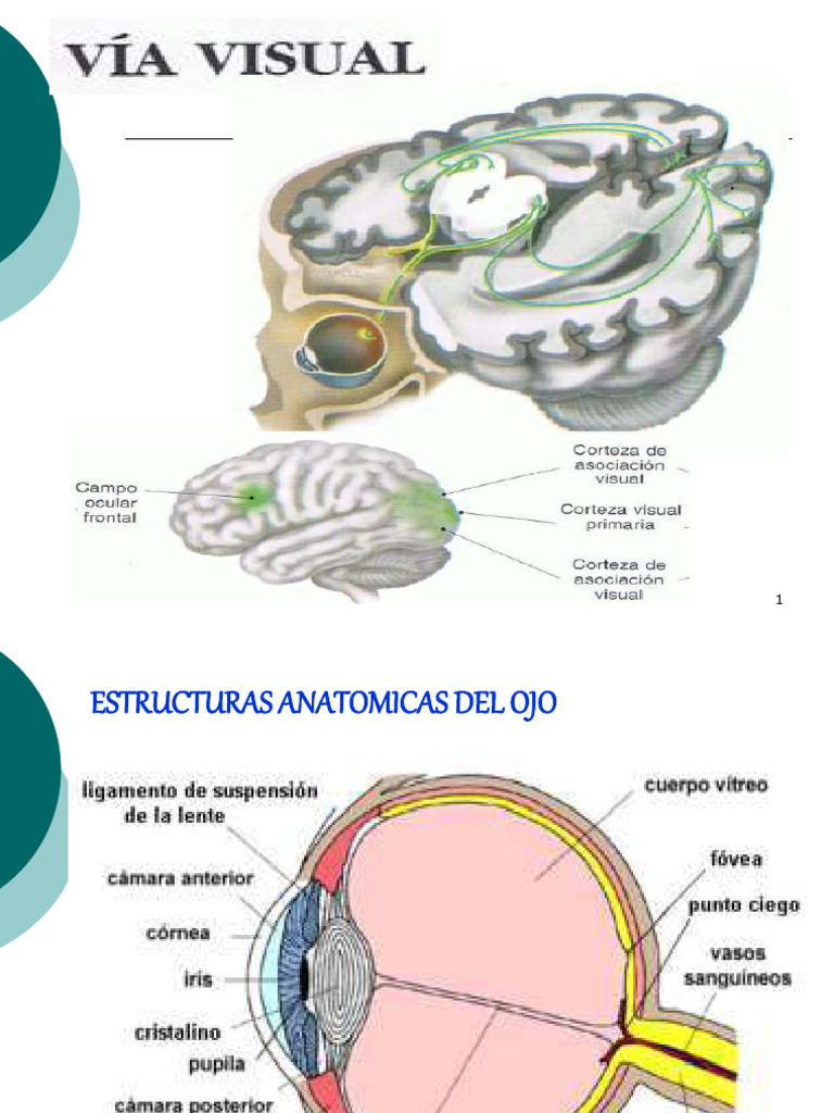 Estructuras y Funciones del Ojo | PDF | Percepción visual | Lóbulo ...