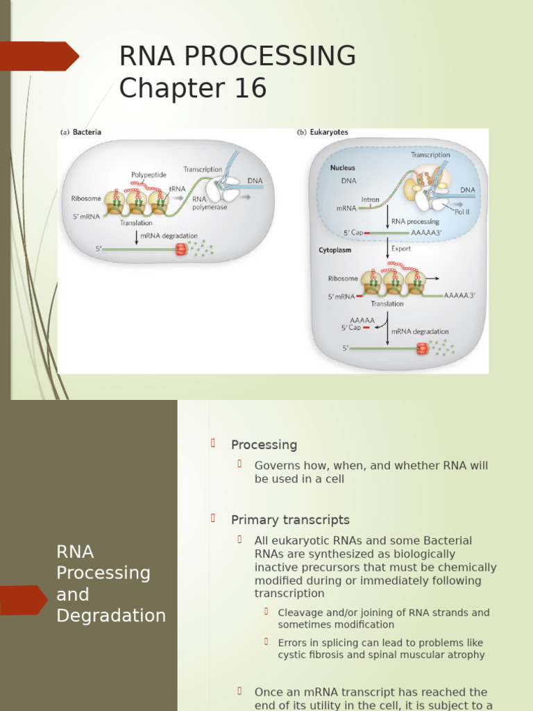 RNA Processing: Capping, Splicing, and Degradation | PDF | Rna Splicing ...