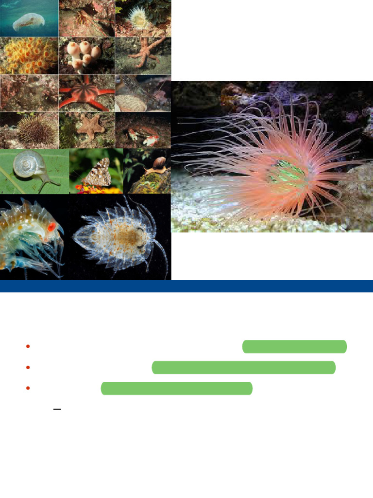 Lecture 10 | PDF | Mollusca | Insects