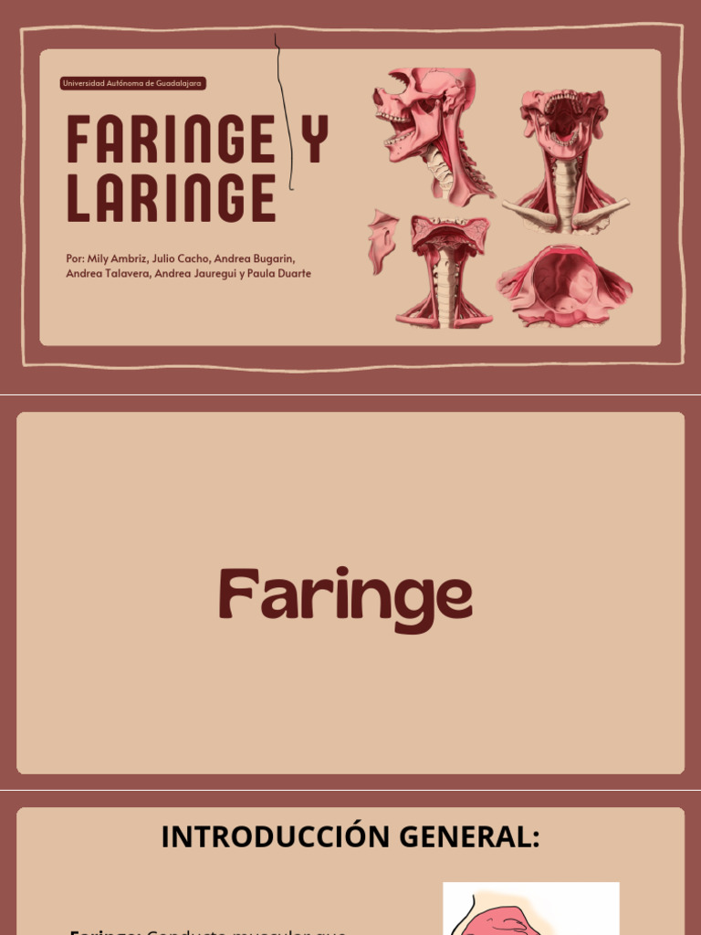 Faringe y Laringe | PDF | Laringe | Cabeza y cuello humanos