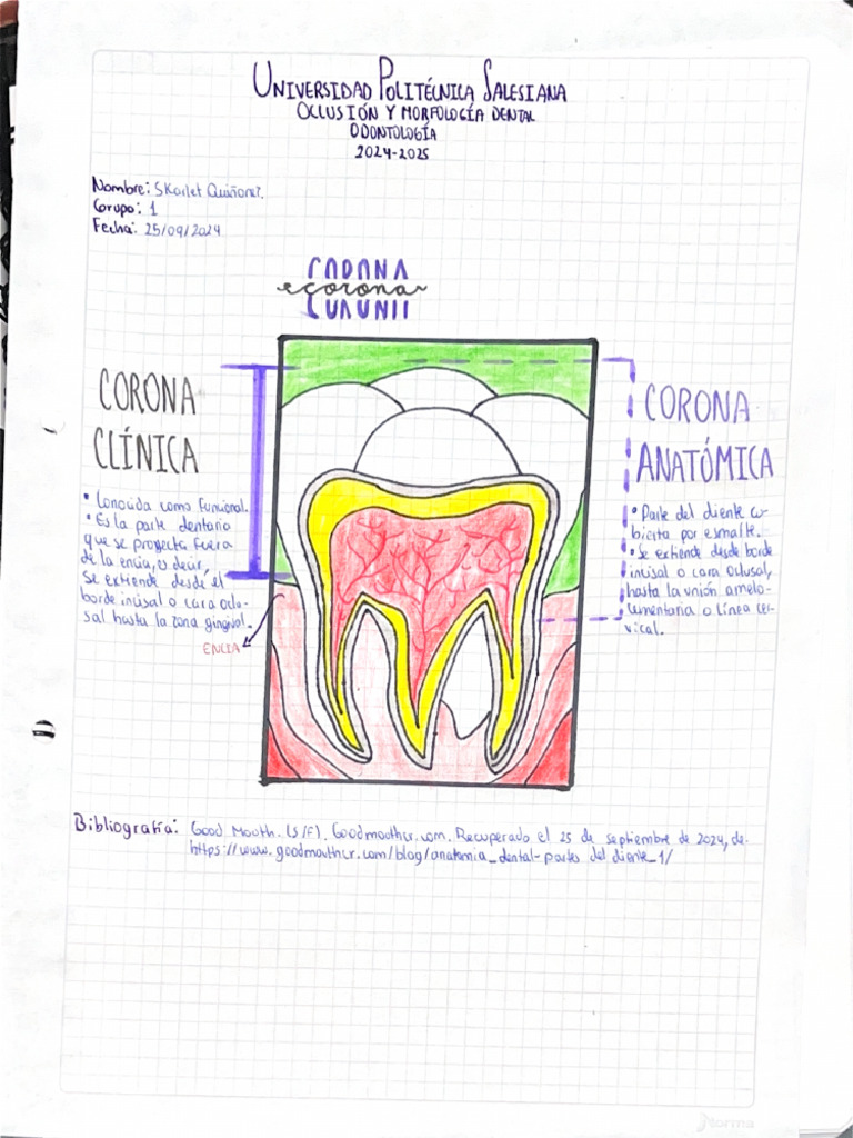 Corona Anatómica Y Corona Clínica - Skarlet Quiñonez | PDF