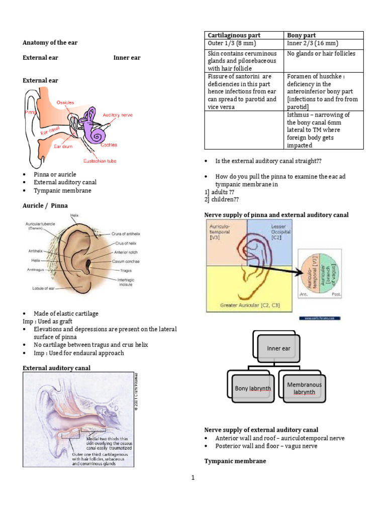 Ear Anatomy: Structure & Function Overview | PDF | Ear | Hearing