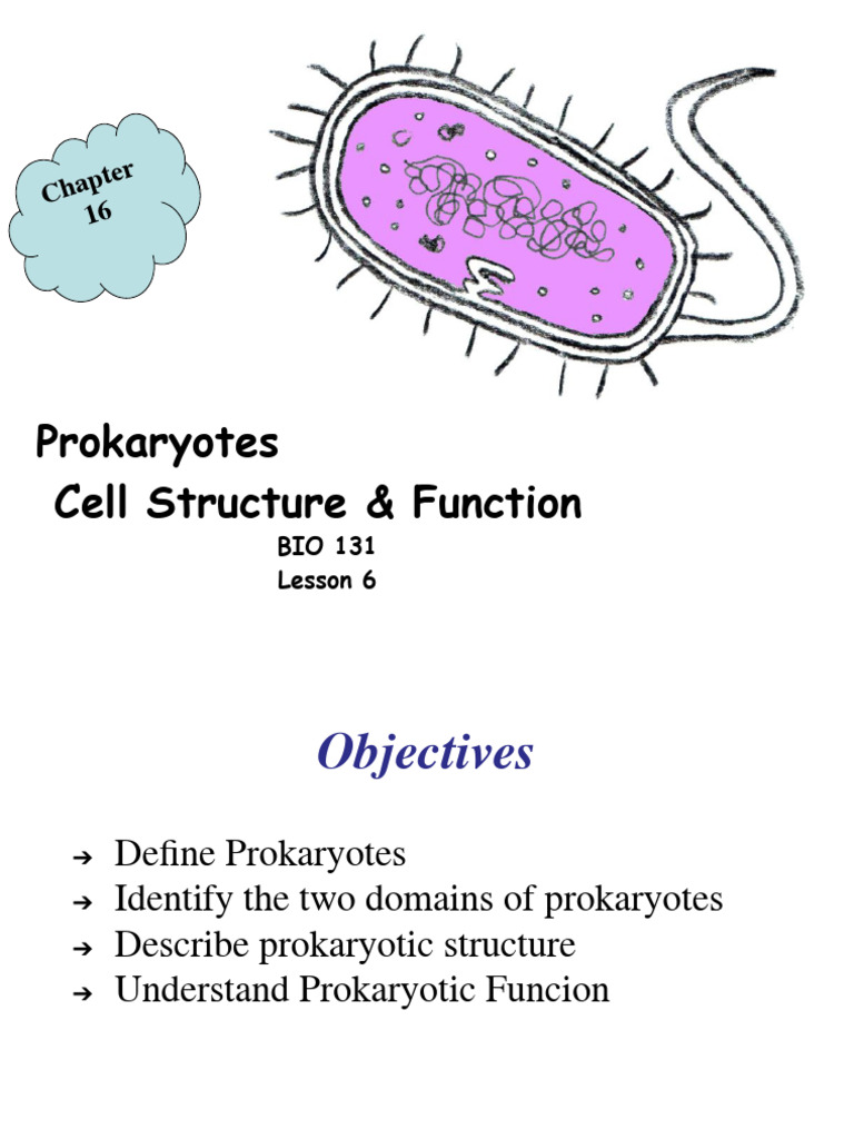 Prokaryotes: Structure and Function Overview | PDF | Bacteria | Cell ...
