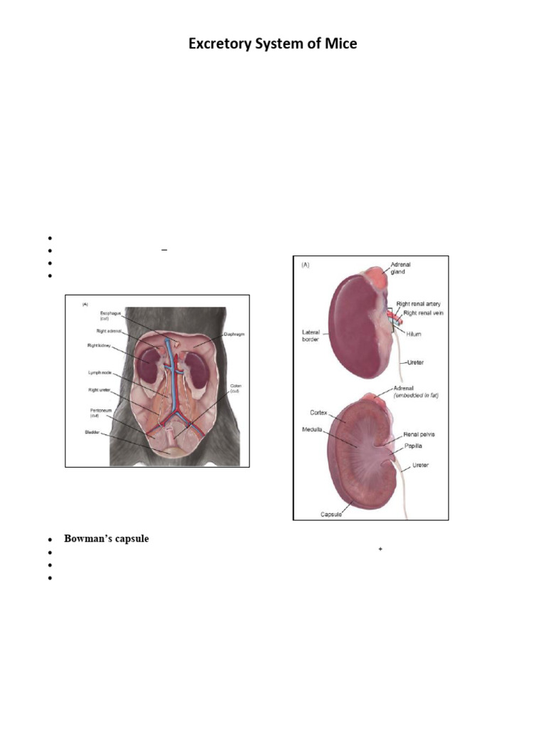 Excretory System of Mice | PDF | Kidney | Urinary System