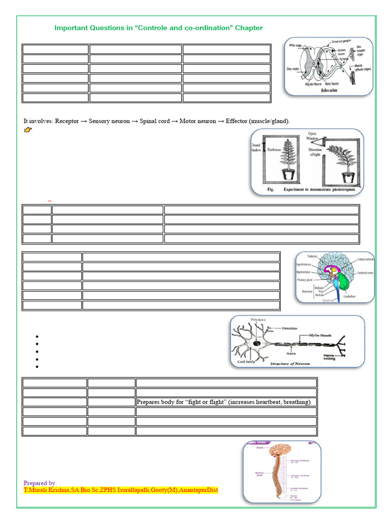 Controle & Co-ordination IMP QS and Sols | PDF | Hormone | Nerve