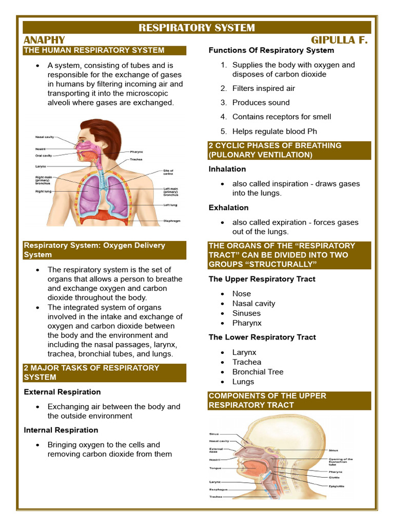 Human Respiratory System Overview | PDF | Respiratory Tract | Lung