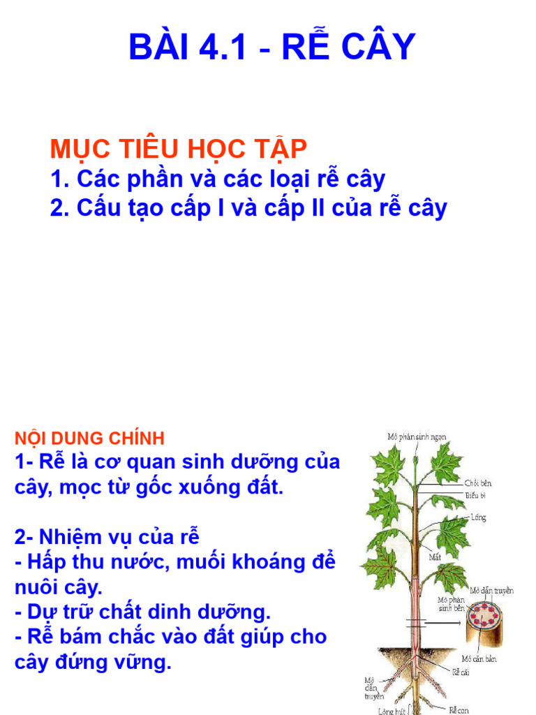Bài 4.1 - Rễ cây | PDF