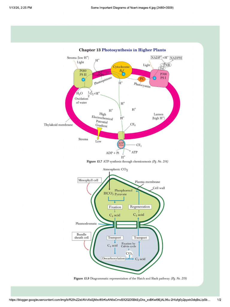 Photosynthesis in Higher Plants | PDF