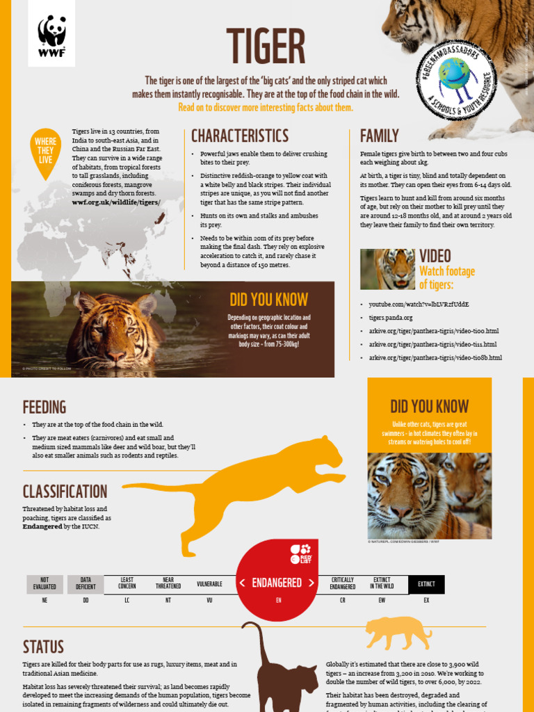 Tiger Fact Sheet Yea | PDF | Tiger | Endangered Species