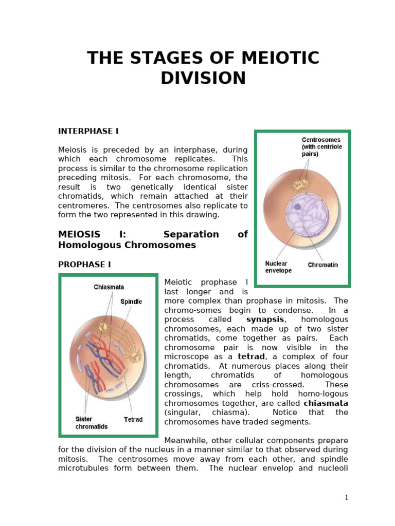Stages of Meiotic Division Explained | PDF | Meiosis | Mitosis