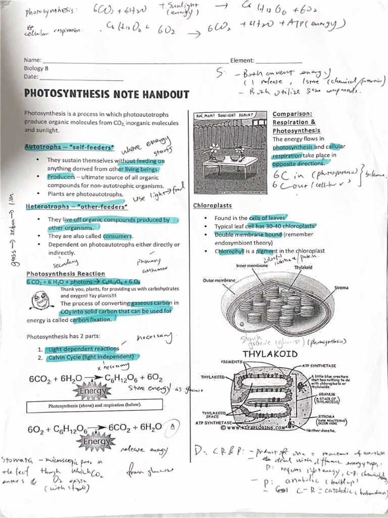 Photosynthesis Summary Notes | PDF