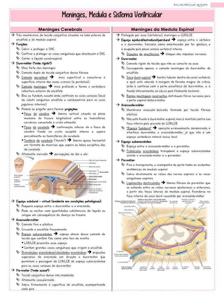 Anatomia das Meninges e Ventriculos | PDF | Medula espinhal | Nervo