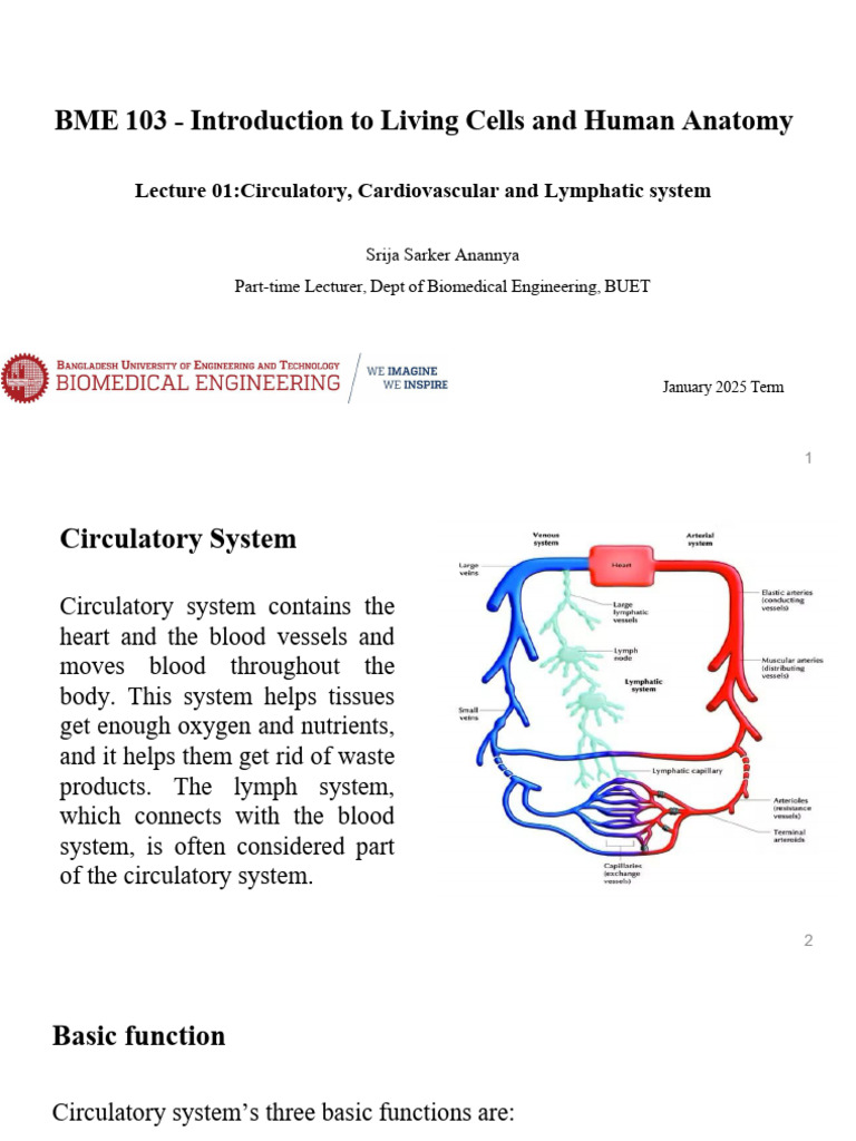 Circulatory System Overview and Functions | PDF | Lymphatic System ...