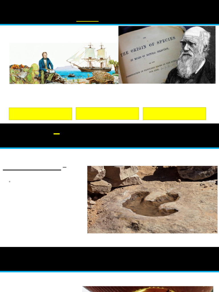 Understanding Evolution and Fossils | PDF | Fossil | Eukaryotes