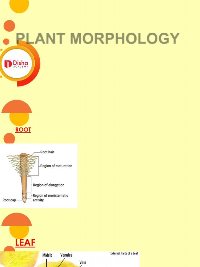 plant morph ris ssc | PDF | Root | Plant Stem