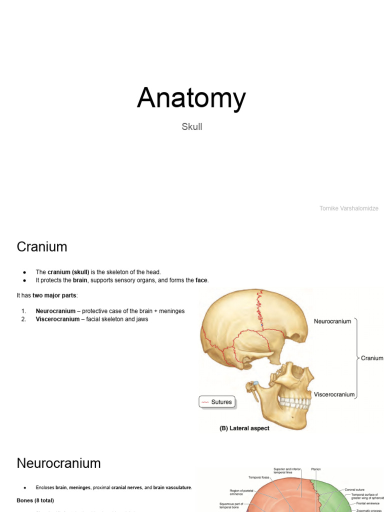 Anatomy of the Human Skull | PDF | Skull | Skeletal System