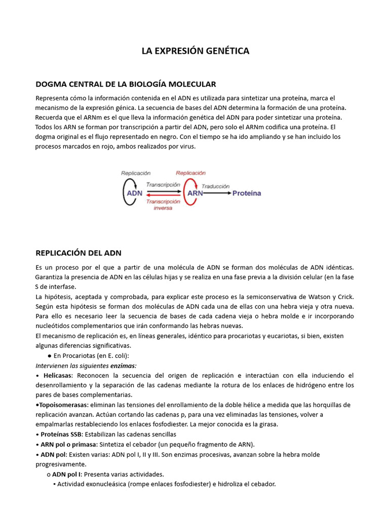 Expresión Génica y Replicación del ADN | PDF | Replicación De Adn | Rna
