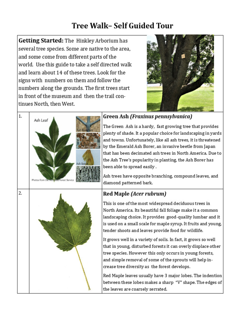 Self-Guided Tree Tour at Hinkley Arboretum | PDF | Trees | Pine