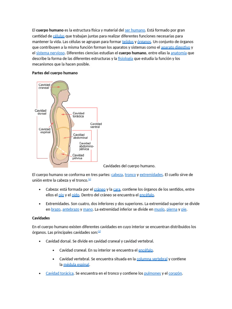 Estructura y Cavidades del Cuerpo Humano | PDF | Cuerpo humano | Abdomen