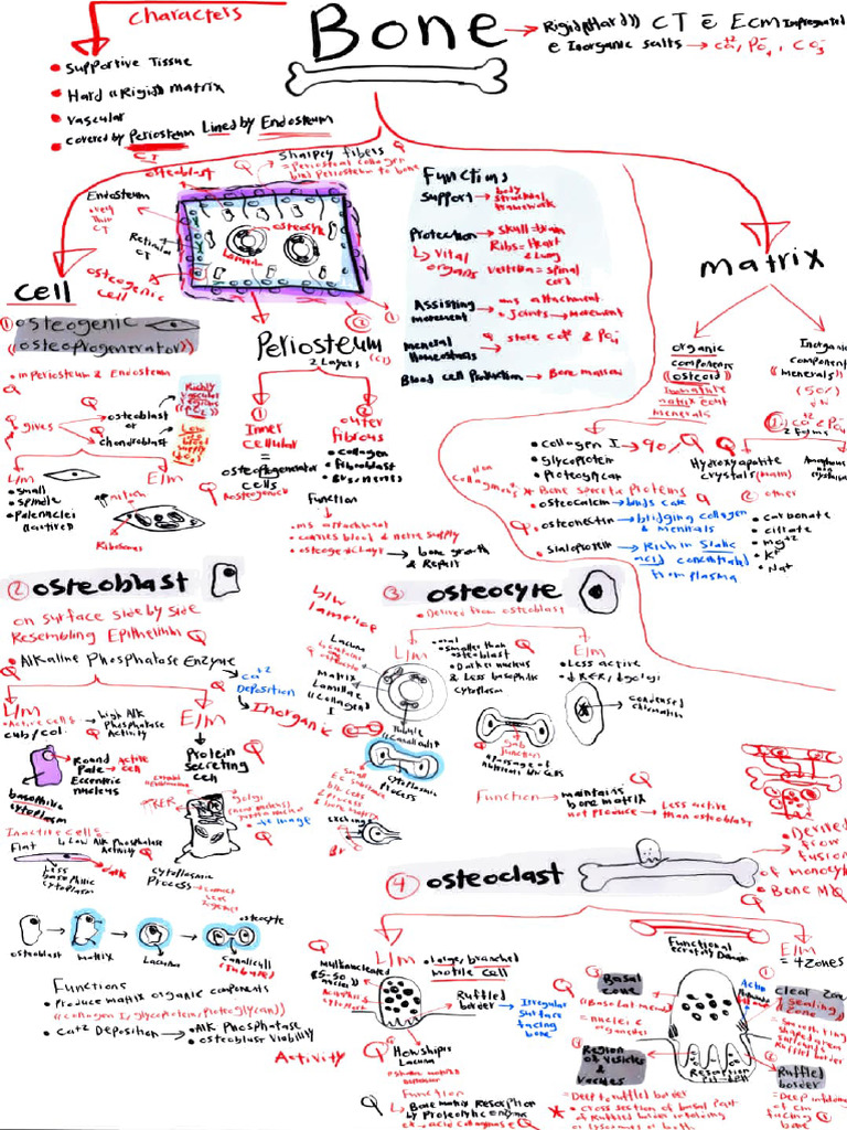 Bone and Cartilage Lec.2 | PDF
