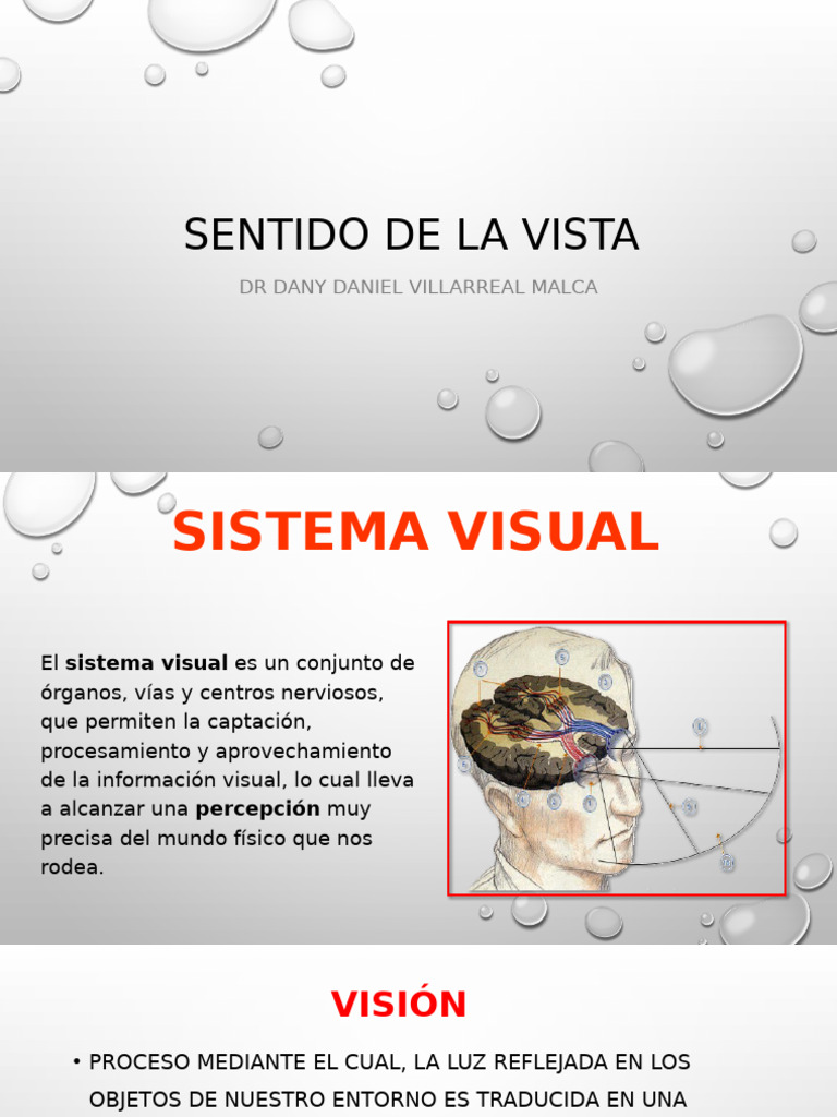 Anatomía y Funciones del Sistema Visual | PDF | Percepción visual | Ojo ...