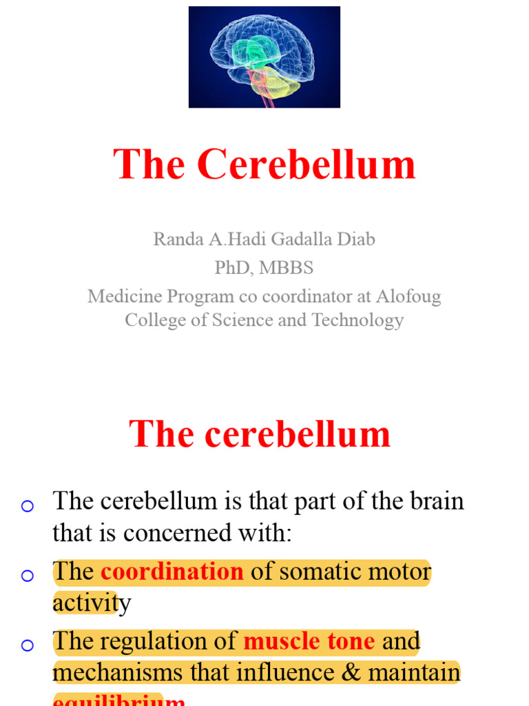 Cerebellum from the medical field from anatomy | PDF | Cerebellum | Anatomy