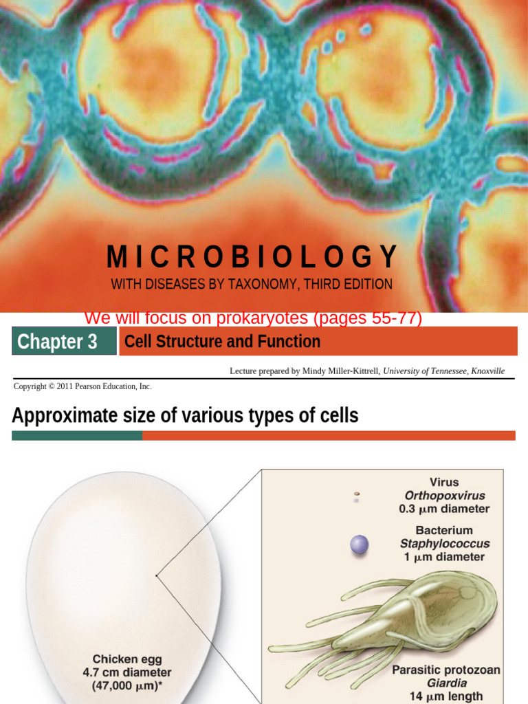 Prokaryotic Cell Structure Overview | PDF | Cell Membrane | Cell (Biology)