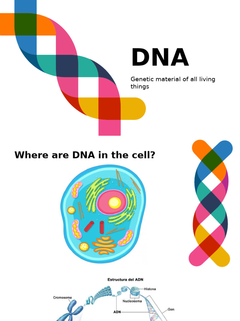Understanding DNA Structure and Function | PDF