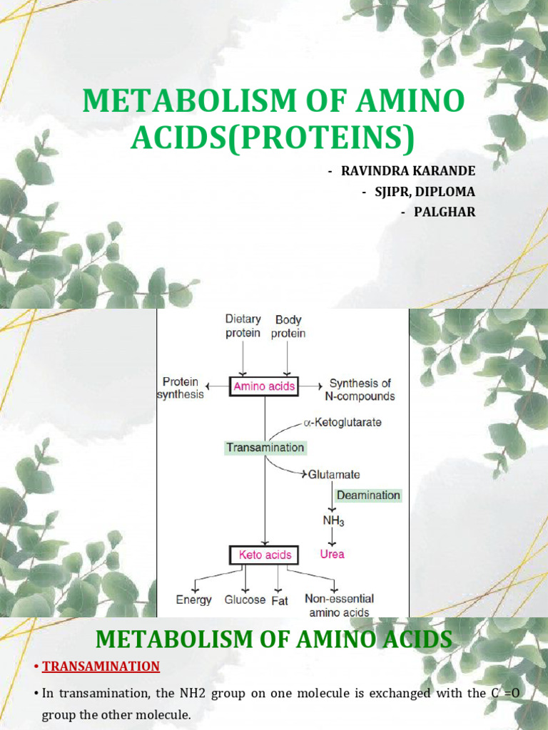 15. Amino Acids Metabolism | PDF | Phenylalanine | Biochemistry