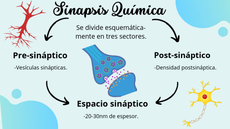 Sinapsis Química: Estructura y Función | PDF