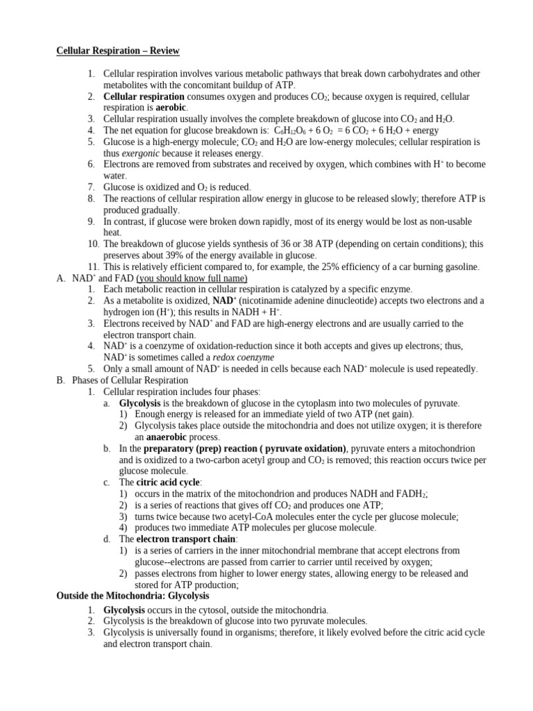 Overview of Cellular Respiration Processes | PDF | Adenosine ...