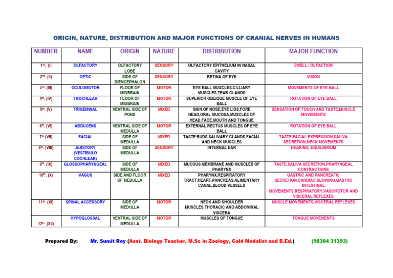 Functions of Human Cranial Nerves | PDF | Human Anatomy | Human Head ...