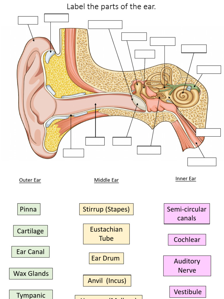 Anatomy of the Human Ear Parts | PDF