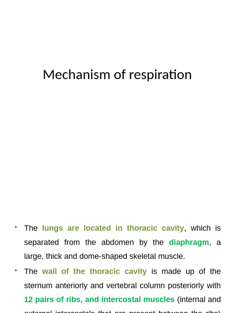 Understanding the Mechanism of Respiration | PDF | Lung | Respiratory ...