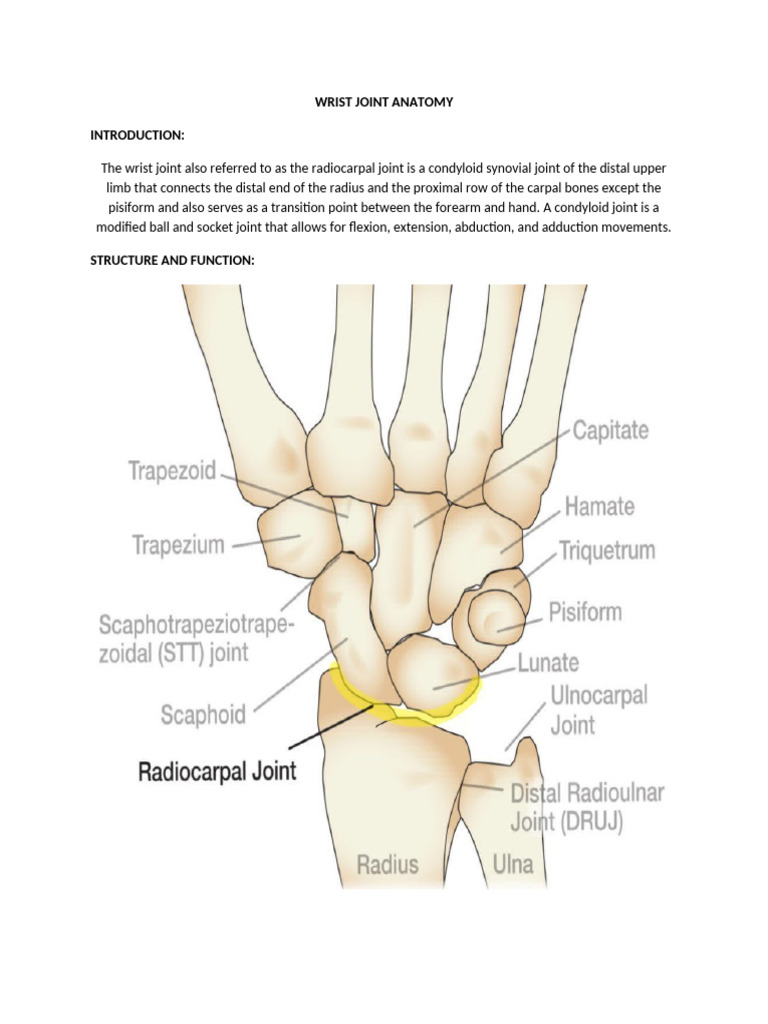 Wrist Joint Anatomy | PDF | Hand | Anatomical Terms Of Motion