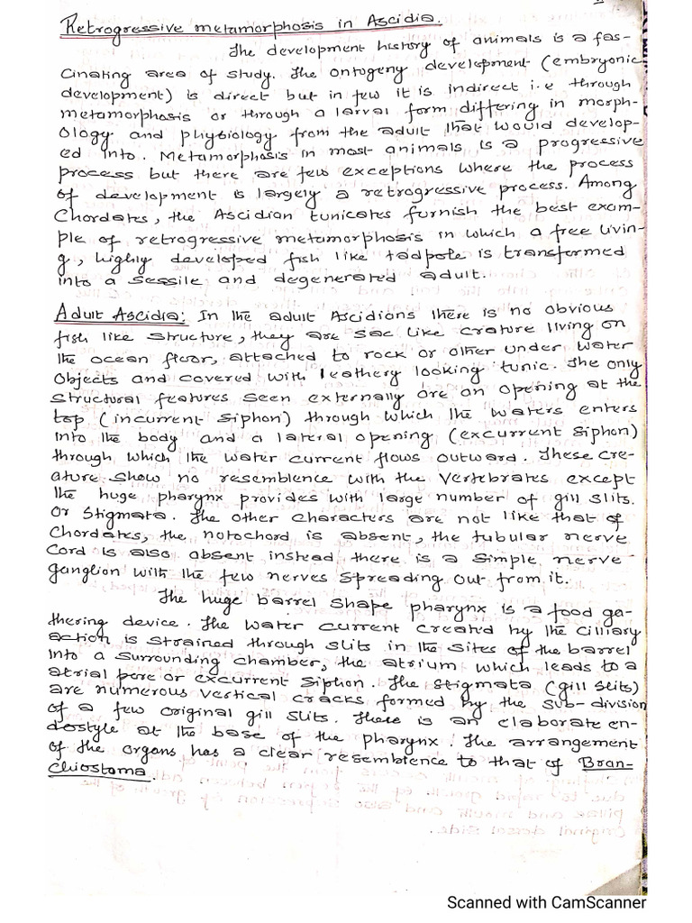 Retrogressive Metamorphosis in Ascidia | PDF